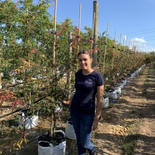 Acer palmatum Osakazuki multi-stem