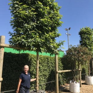 Platanus orientalis Minaret pleached to scale on thr barcham nursery