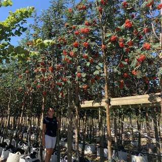 Sorbus aucuparia Sheerwater Seedling