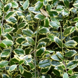 the foliag of Ilex aquifolium Argentea Marginata