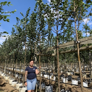 Tilia cordata Greenspire