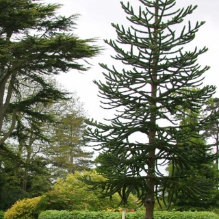 Mature   Small Monkey Puzzle from this batch <> Araucaria araucana