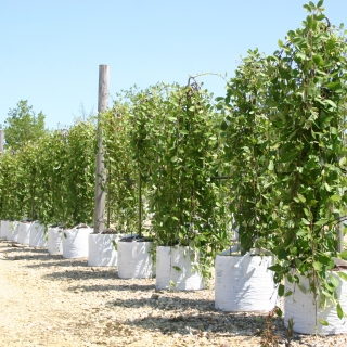 Row of Salix caprea Pendula on Barcham Trees nursery