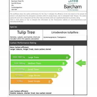 Liriodendron tulipifera Aureomarginatum