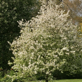 Mature Malus evereste