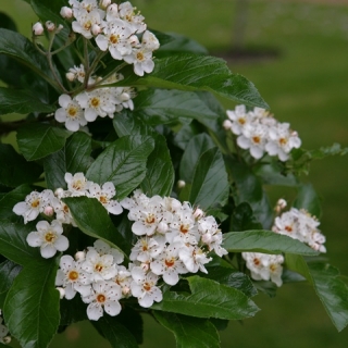 the white flower of  Crataegus x lavalleei