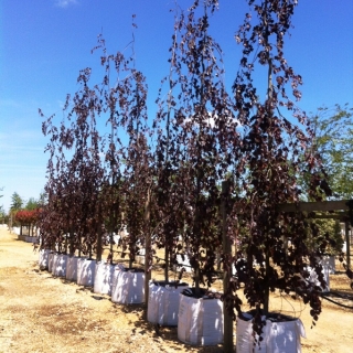 Fagus sylvatica Black Swan on te Barcham Trees nursery