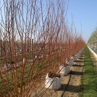 Salix alba Chermesina multi-stem in winter