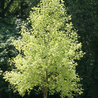 mature specimen of Liriodendron tulipifera Aureomarginatum