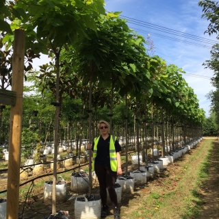 Catalpa bignonioides Aurea on the Barcham Tree nursery