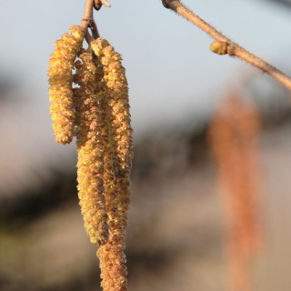 catkin of Corylus avellana multi-stem