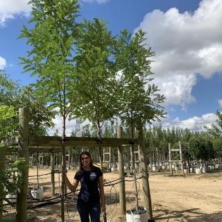 Robinia pseudoacacia Bessoniana