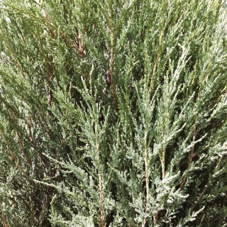 foliage Juniperous Scopulorum Blue Arrow