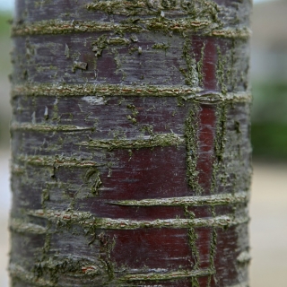 The polished bark of Prunus schmittii