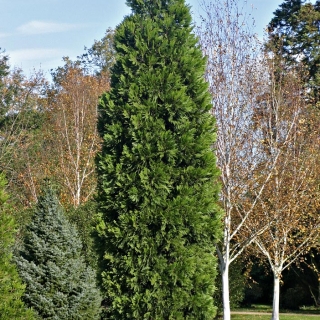 Mature Calocedrus decurrens