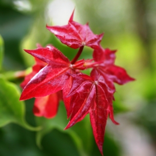 New growth of Acer cappadocicum Aureum