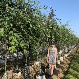 Malus floribunda