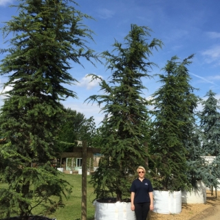 Cedrus libani at Barcham Trees