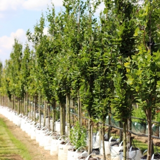 Fagus orientalis Iskander showing height, 12-14cm girth Fagus orientalis Iskander showing height, 12-14cm girth Fagus orientalis Iskander showing height, 12-14cm girth Previous Next Fagus orientalis Iskander on the Barcham Trees nursery in summer monthsFa