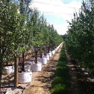 Prunus serrula Tibetica multi-stem