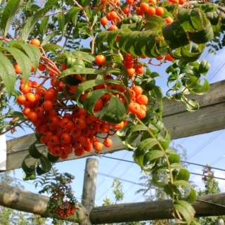 The fruit of Sorbus commixta Embley in detail