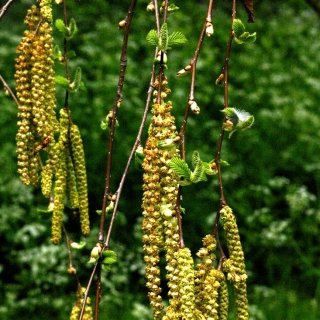 the beautiful catkins of Betula maximowicziana