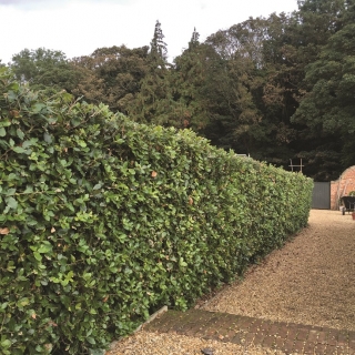 Quercus Ilex multi-stem used as hedgeing