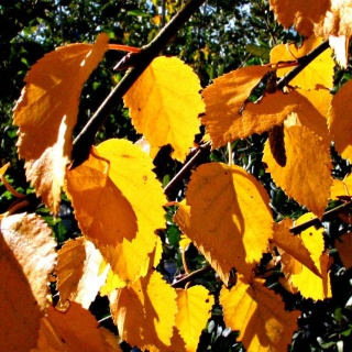 autumn colour of  Betula ermanii