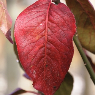 foliage of Euonymous europaea Red Cascade in autumn