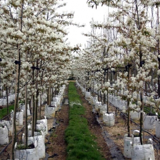 Amelanchier lamarckii multi-stem white flowers