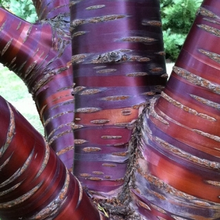 The polished bark of Prunus serrula Tibetica multi-stem