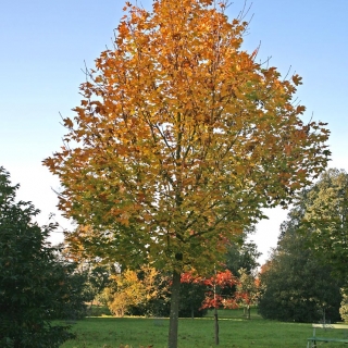 semi mature Acer platanoides Farlakes Green in autumn