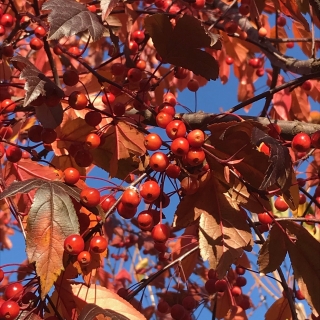 Autumn colour and berries of Malus toringo Scarlet