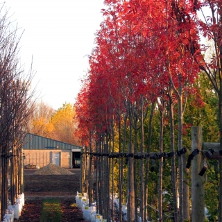 Row of Sorbus commixta Embley displaying autumn colour