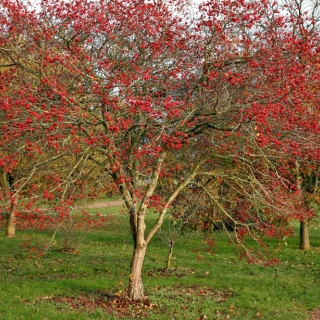 Mature Crataegus x prunifolia in autumn