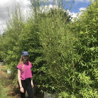 Phyllostachys nigra Multi-stem