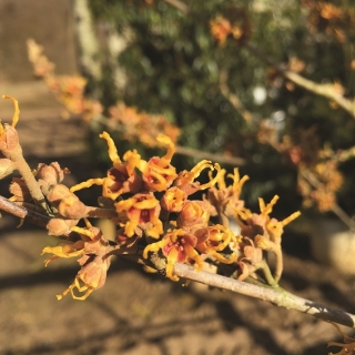 the flowers of Hamamelis x intermedia Jelena