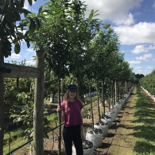 Prunus laurocerasus Caucasica at barcham trees