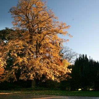 Mature Tilia tomentosa Petiolaris displaying autumn colour