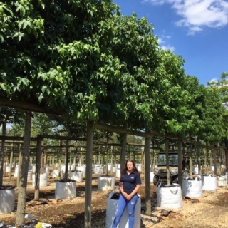 Liquidambar styraciflua (Pleached)