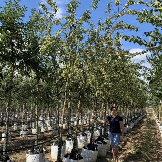 Malus Red Sentinel