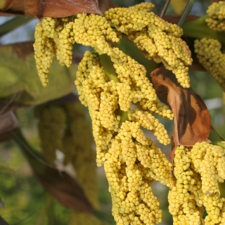 Trachycarpus fortunei flower