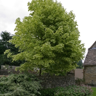 Mature specimen of Acer platanoides Drummondii