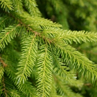 The foliaghe of Picea omorika in detail