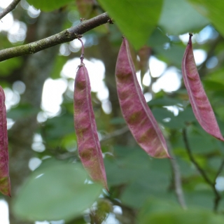 The seed pods of Cercis siliquastrum