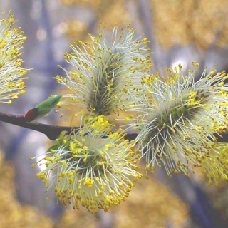 Salix caprea catkins