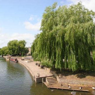 Mature Salix alba Tristis