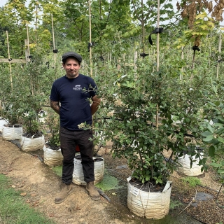 Quercus Ilex multi-stem