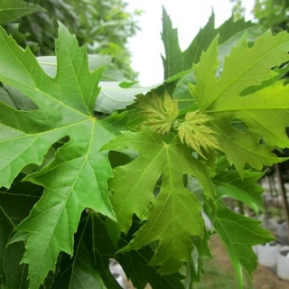 the lobed leaves of Acer saccharinum Pyramidale