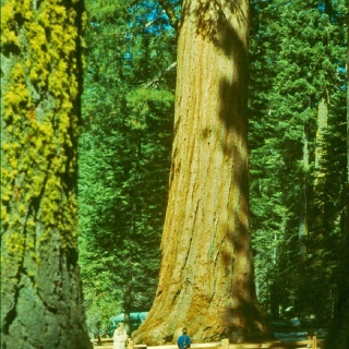 Mature Sequoiadendron giganteum